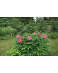 Paeonia ITOH Янкі Дудл Денді в саду